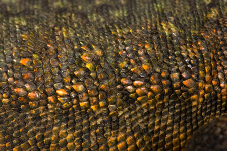 Close-up of Uromastyx's scales