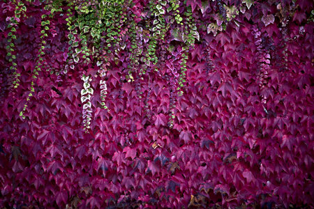 Red ivy in autumnの写真素材