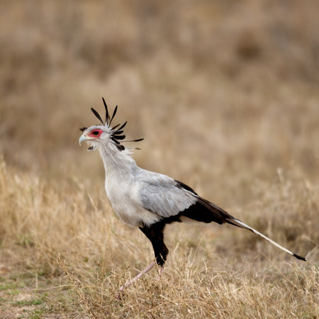 Side view of Secretary bird, Serengeti National Park, Serengeti, Tanzania, Africaの写真素材