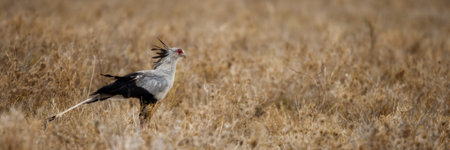 Side view of Secretary bird, Serengeti National Park, Serengeti, Tanzania, Africaの写真素材