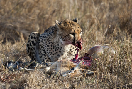 Cheetah eating prey, Serengeti National Park, Tanzania, Africaの写真素材