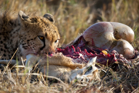 Cheetah eating prey, Serengeti National Park, Tanzania, Africaの写真素材