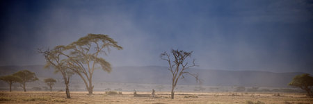 Landscape of Serengeti National Park, Serengeti, Tanzaniaの写真素材