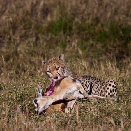 Cheetah carrying prey, Serengeti National Park, Tanzania, Africaの写真素材