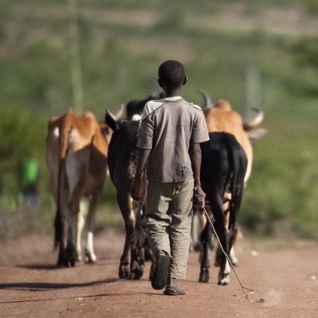 Rear view of boy with herd of cattle, Serengeti National Park, Serengeti, Tanzania, Africaの写真素材
