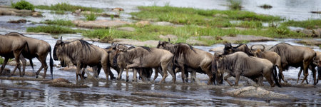 Wildebeest, Serengeti National Park, Serengeti, Tanzania, Africaの写真素材