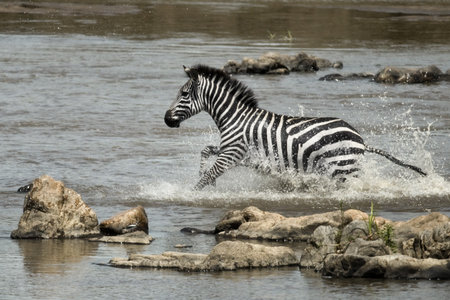 Zebra crossing river, Serengeti National Park, Serengeti, Tanzaniaの写真素材