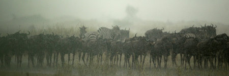 Wildebeest herd, Tanzania, Africaの写真素材