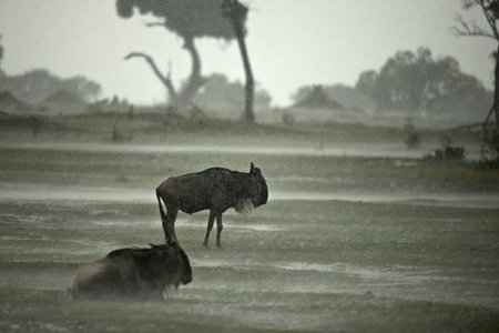 Wildebeest in the rain, Serengeti National Park, Serengeti, Tanzania, Africaの写真素材