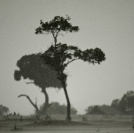 African landscape in rain, Serengeti National Park, Serengeti, Tanzaniaの写真素材