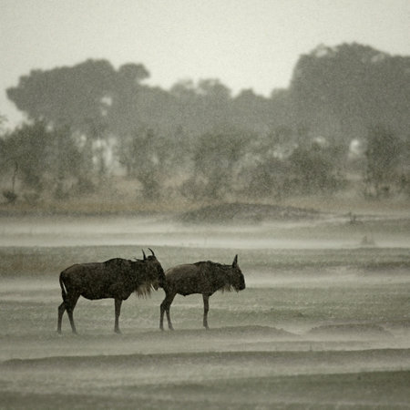 Wildebeest in the rain, Serengeti National Park, Serengeti, Tanzania, Africaの写真素材