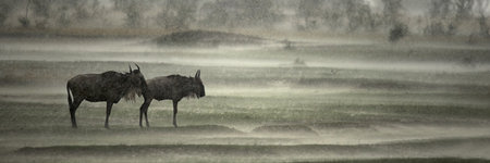 Wildebeest in the rain, Serengeti National Park, Serengeti, Tanzania, Africaの写真素材