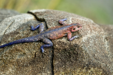 Red-headed Rock Agama, Tanzania, Africaの写真素材