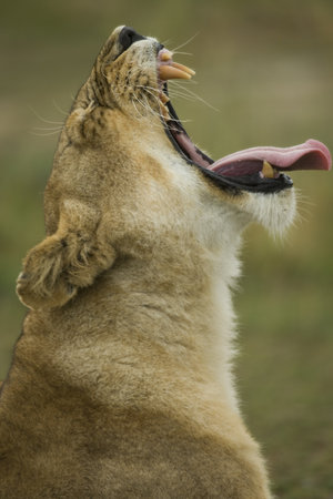 Close-up profile of Lioness yawning, Serengeti National Park, Serengeti, Tanzania, Africaの写真素材