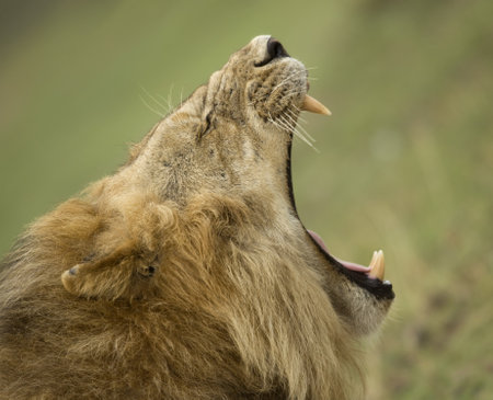 Close-up profile of Lion yawning, Serengeti National Park, Serengeti, Tanzania, Africaの写真素材