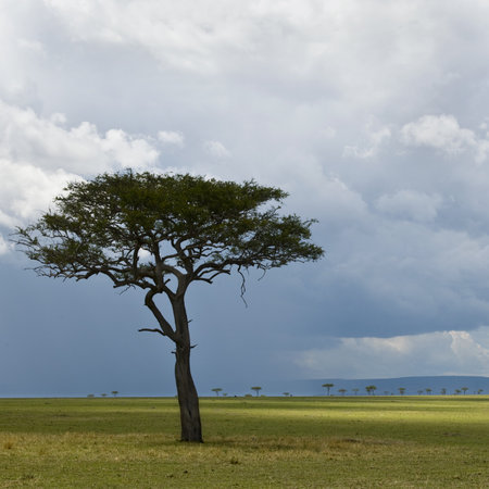 Africa landscape, Serengeti National Park, Serengeti, Tanzaniaの写真素材