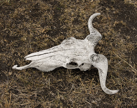 Close-up of wildebeest skull on ground, Tanzania, Africaの写真素材