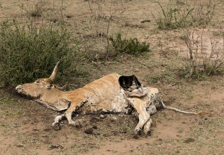 Dead cow on the ground, Tanzania, Africaの写真素材