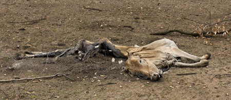 Dead cow on the ground, Tanzania, Africaの写真素材