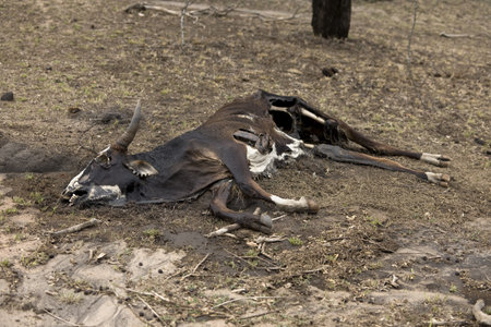 Dead cow on the ground, Tanzania, Africaの写真素材