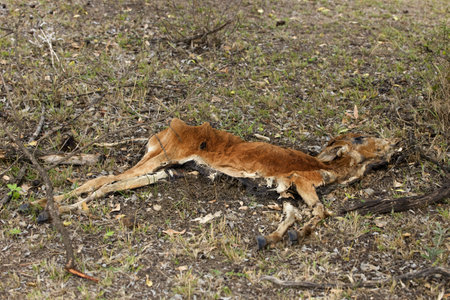 Dead cow on the ground, Tanzania, Africaの写真素材