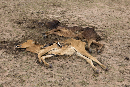 Dead cows on the ground, Tanzania, Africaの写真素材