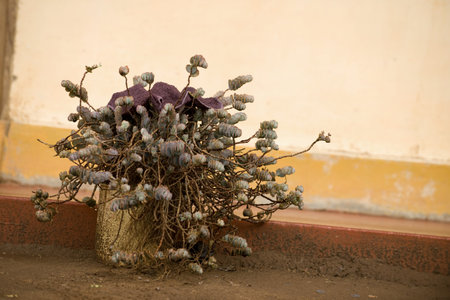 Outdoor potted plant, Tanzania, Africaの写真素材