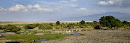 Landscape with African wildlife, Tanzaniaの写真素材
