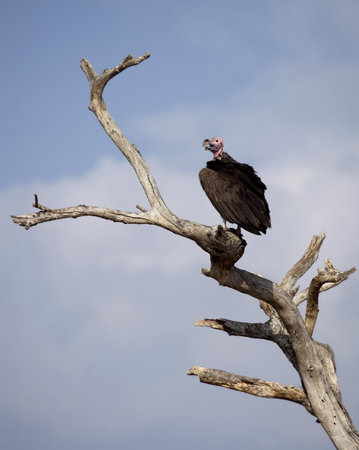 Lappet-faced Vulture, Torgos tracheliotos, perched on branchの写真素材
