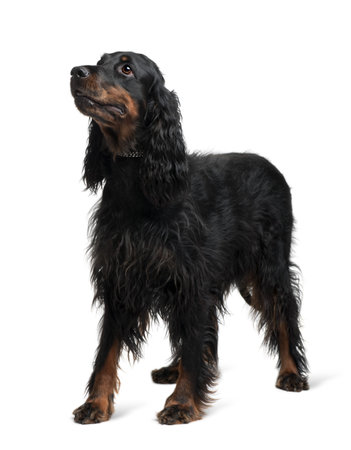 Gordon Setter, 7 years old, standing in front of white backgroundの写真素材