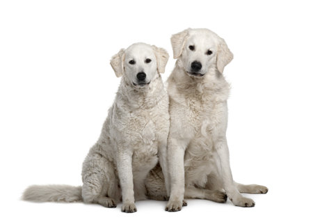 Two Kuvasz dogs, 17 months old, sitting in front of white background