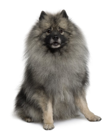 Keeshond dog sitting in front of white background
