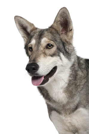 Saarlooswolf dog, 3 years old, standing in front of white background