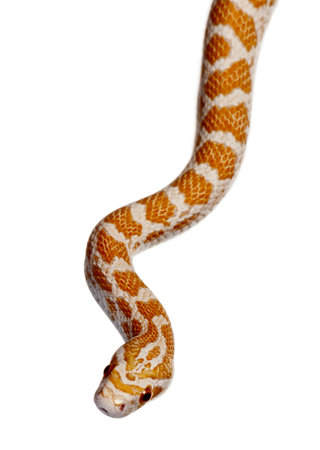 Corn snake or red rat snake, Pantherophis guttattus, slithering against white background