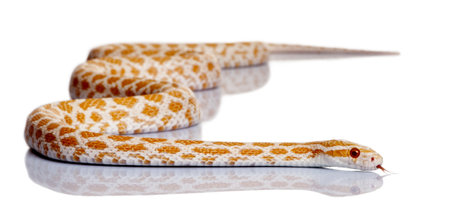 Corn snake, red rat snake, Pantherophis guttattus, in front of white backgroundの写真素材