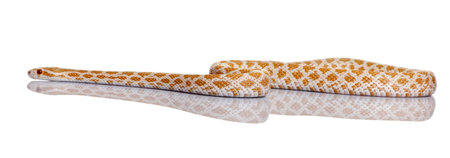 Corn snake or red rat snake, Pantherophis guttattus, slithering against white backgroundの写真素材