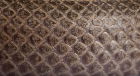 Close-up of scale of snakeの写真素材