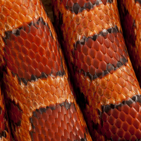 Close-up of corn snakeskin or red rat snakeskin, Pantherophis guttattusの写真素材