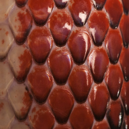 Close-up of Nelson's Milkshake scales, Lampropeltis triangulum nelsoniの写真素材
