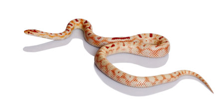 Snake slithering in front of white background, studio shotの写真素材