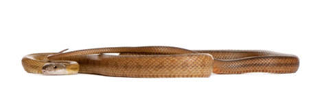 Snake in front of white background, studio shot