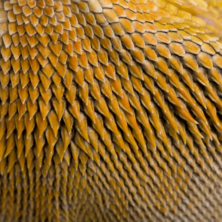 Close-up of scales on Lawson's dragon, Pogona henrylawsoni