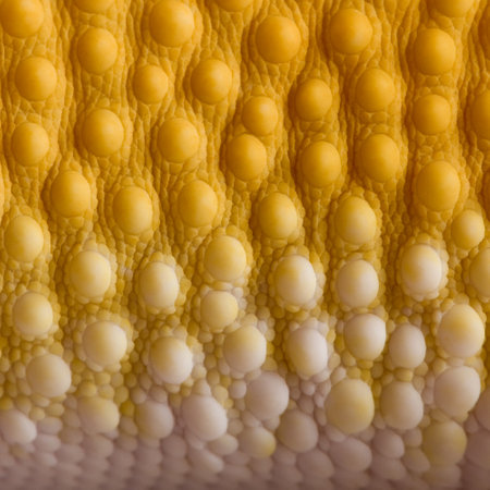Close-up of Sunglow Leopard gecko scales, Eublepharis macularius