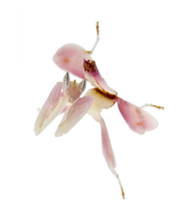 Female hymenopus coronatus, Malaysian orchid mantis, in front of white backgroundの写真素材