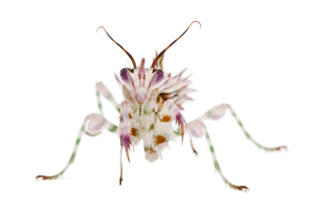 Spiny flower mantis, Flower Mantis, Pseudocreobotra Wahlbergii, in front of white backgroundの写真素材