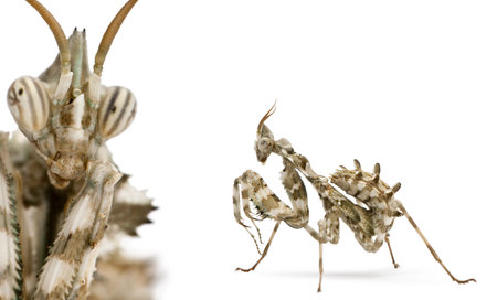 Female Devil's Flower Mantis in front of white background