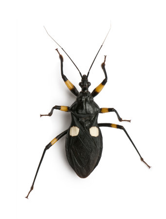 Platymeris biguttatus is a genus of assassin bug, reduviidae, in front of white background