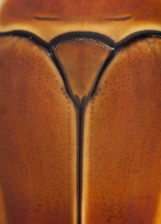 Close-up of Pachnoda marginata, a species of beetle, Flower chafer