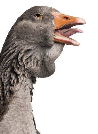 Toulouse goose in front of white background, studio shotの写真素材