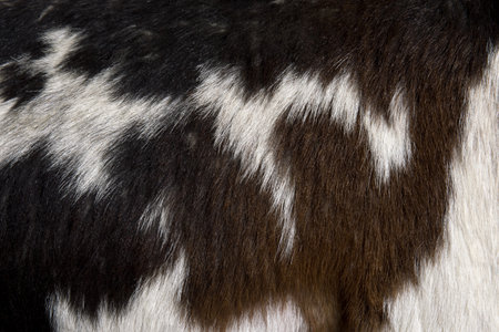 Close-up of Rove goat fur, full frameの写真素材